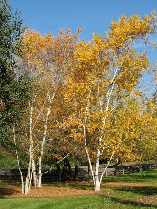 best Bark on trees that is smooth and grey