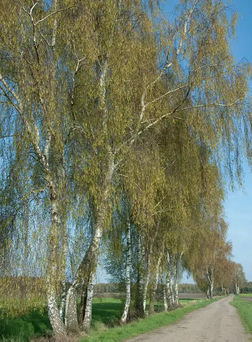  Trees That Start With S