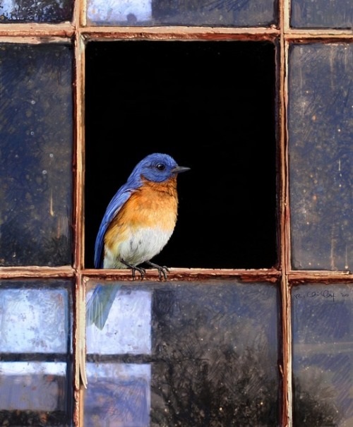 What Does it Mean When a Bird Visits You