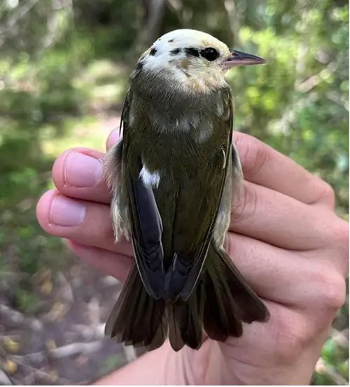6 What Does It Mean When a Bird Visits You on a Significant Day