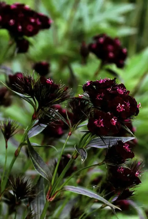 Gothic Flowers5