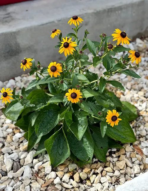 Perennials You Should Plant in November 4