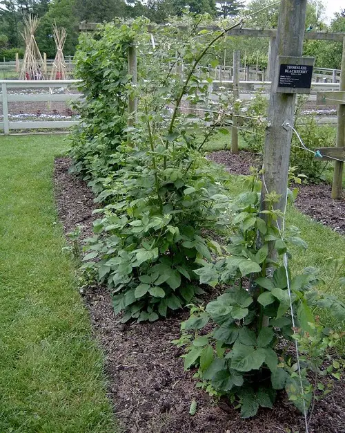 Plants that Attract Snakes - Berry-Bearing Shrubs