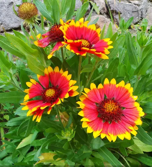 Beautiful Yellow-Centered Red Flowers in garden