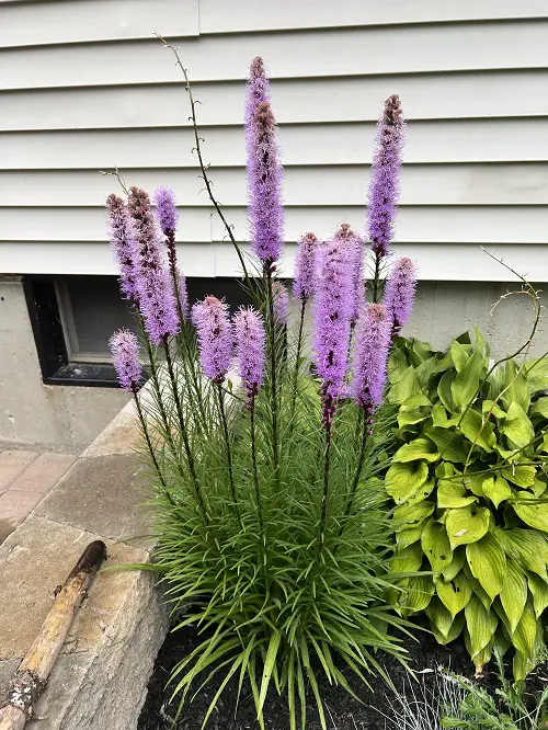 Blazing Star flowers in garden