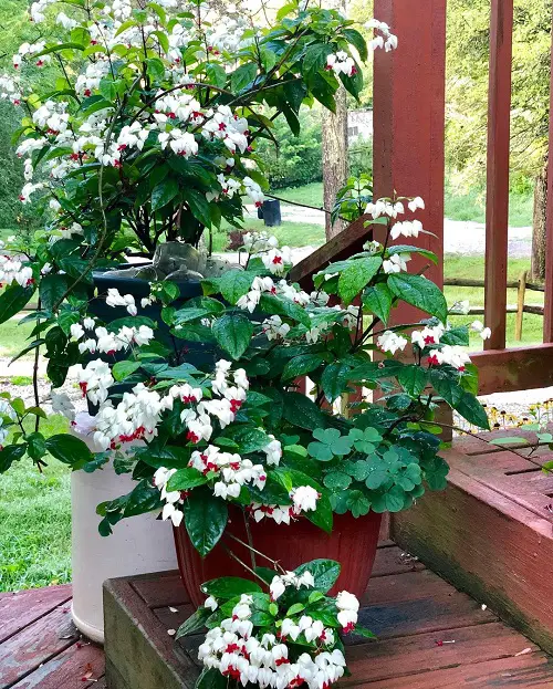 Low-Light Outdoor bleeding heart Vines