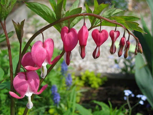 amazing Best Polish Flowers for the Garden
