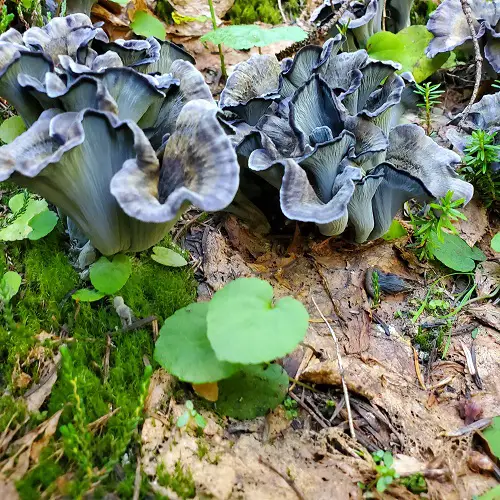 Flower-Looking Mushrooms