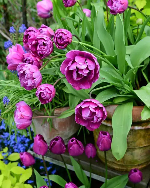 Purple Tulips Varieties 15