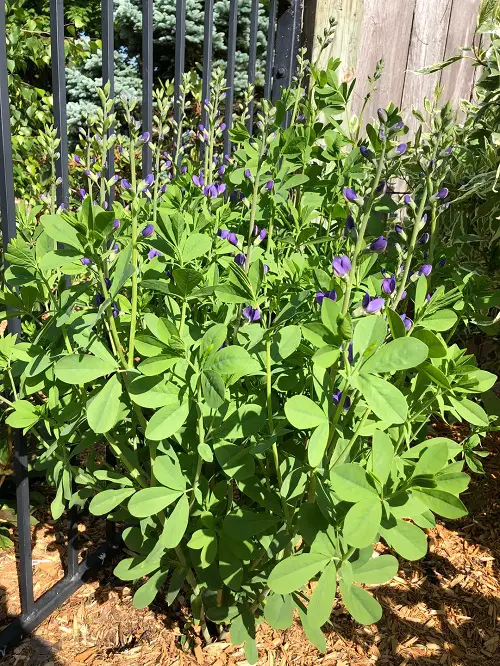 Perennials You Should Plant in November 3