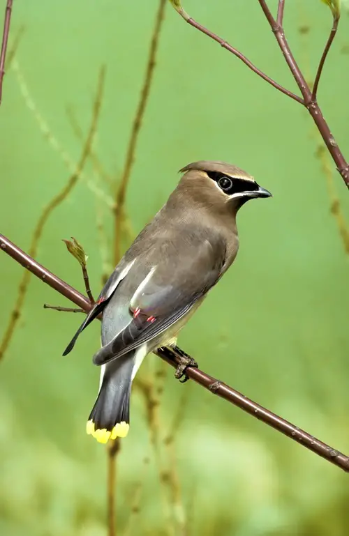 Birds with White Wing Stripes