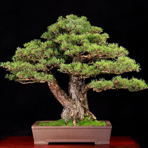 Tabletop Garden bonsai ideas