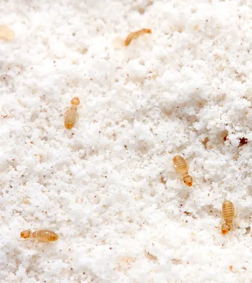 Bed Bug-Looking Insects 