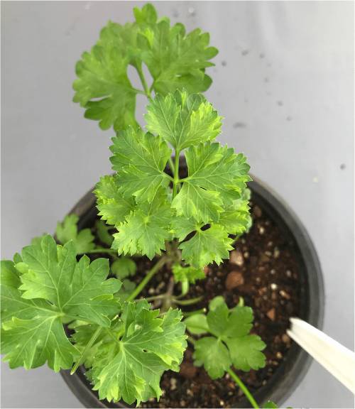 Parsley Varieties in pot