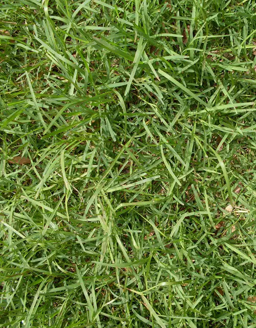 best Plants that Attract Snakes - Native Grasses