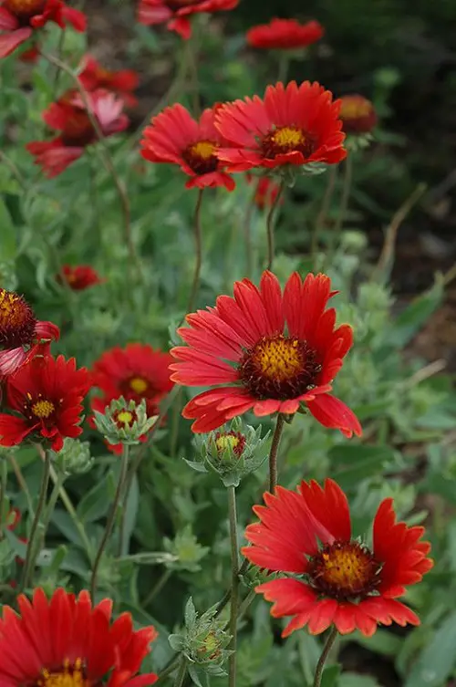 Amazing Maroon Flowers 