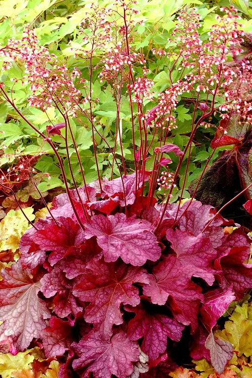Beautiful Maroon Garden Flowers