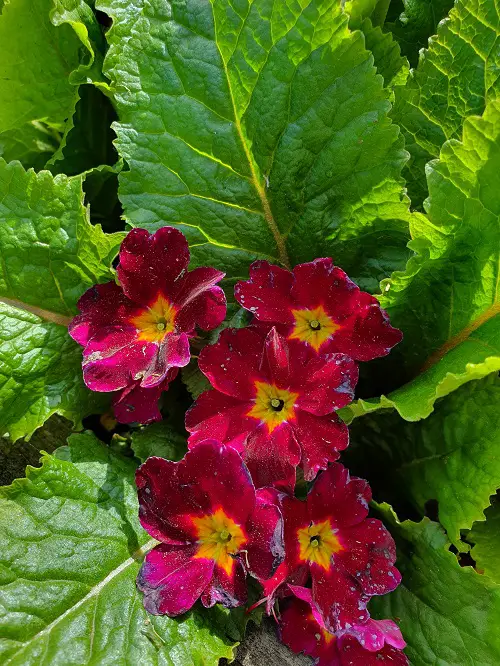 best Beautiful Maroon Flowers for the Yard