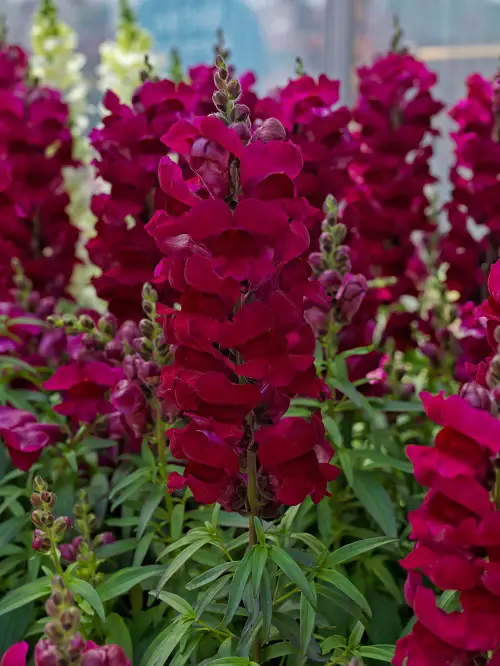 Amazing Maroon Flowers in garden