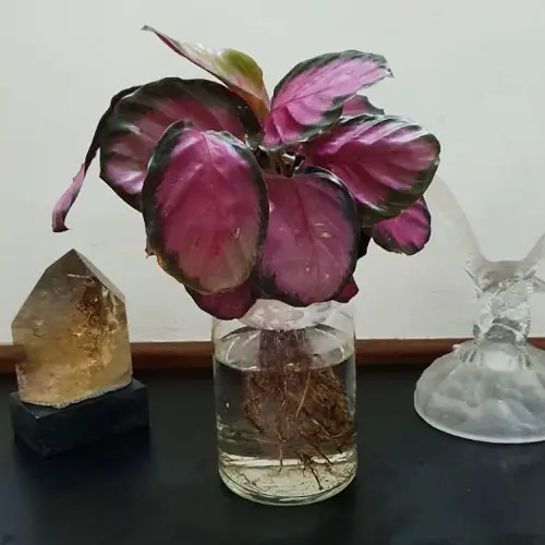 Plants with Pink Highlights in water