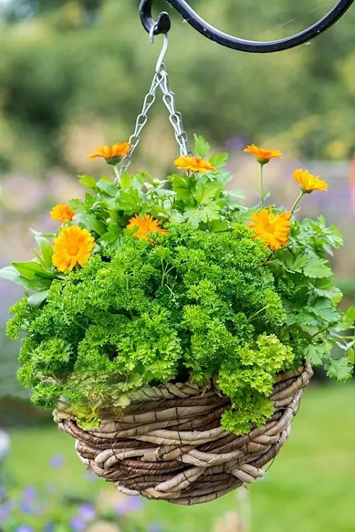 Edible Flowers that Can Be Used for Garnishes and in Salads