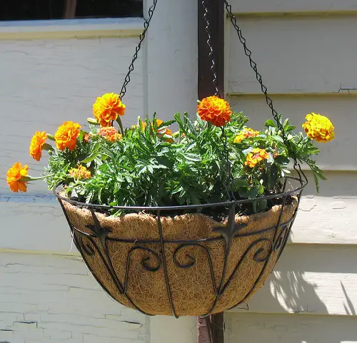 Edible Flowers that Can Be Used for Garnishes 
