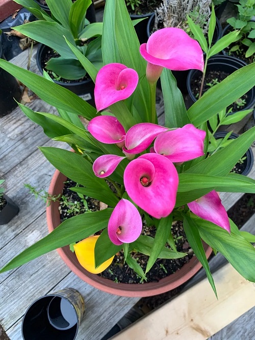 Calla Lily Varieties in White and Purple for Your Garden