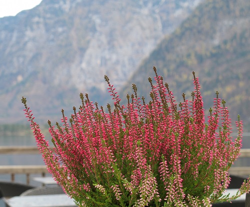 top best Best Polish Flowers for the Garden