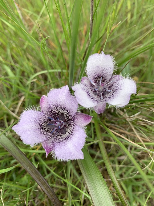 top best Flowers That Look Like Cats Ears
