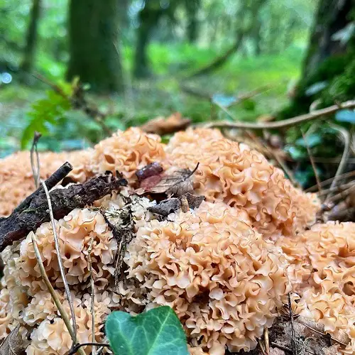 Mushrooms Having a Blooming Look