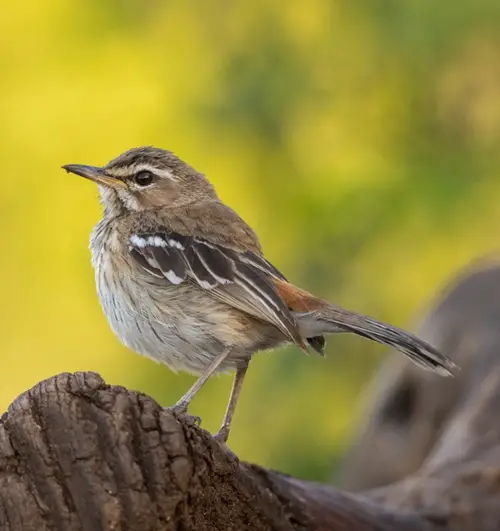 Birds featuring white streaks across their wings in world 