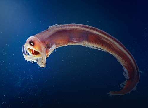 Worse Fishes in the Planet