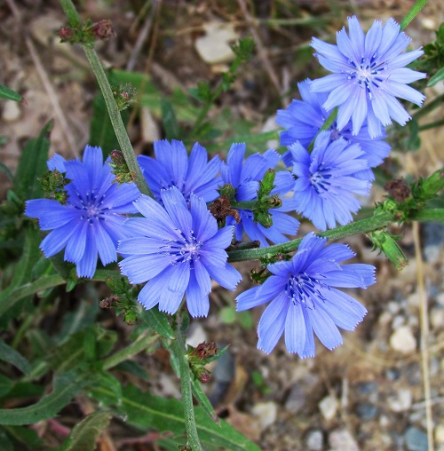 Best Polish Flowers