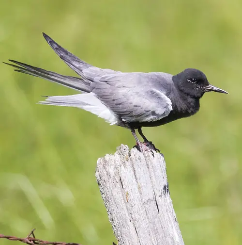 White-striped avian species