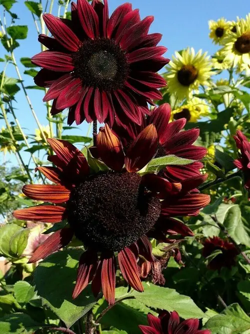 Best Red Colors - Sunflower 