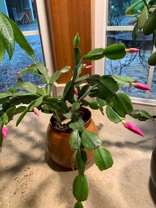 feeding christmas cactus plant for more blooms