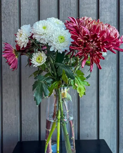 Chrysanthemum flowers in vase
