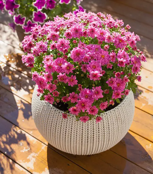 Magnificent Vibrant Pink Flowers