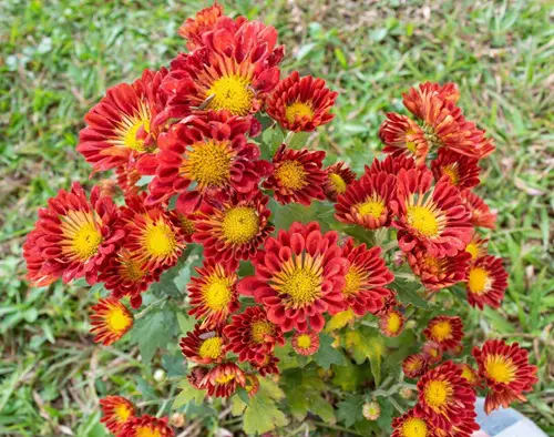 lovely Gorgeous Red Flowers with a Yellow Core