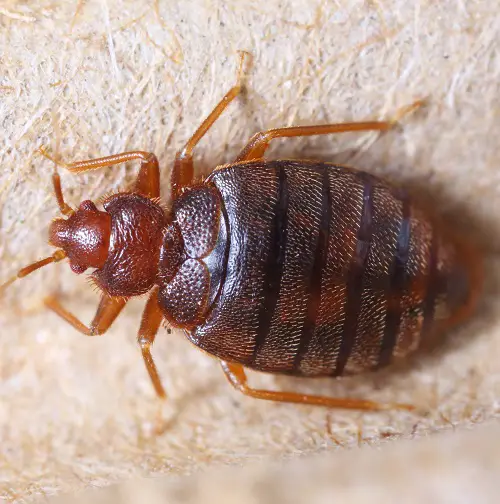 How to Identify Bed Bugs
