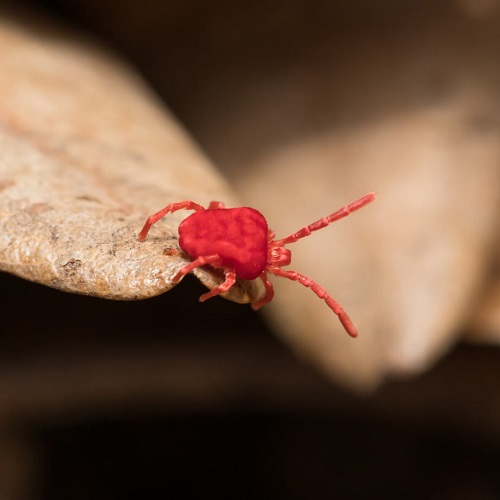 insects resembling bed bugs 