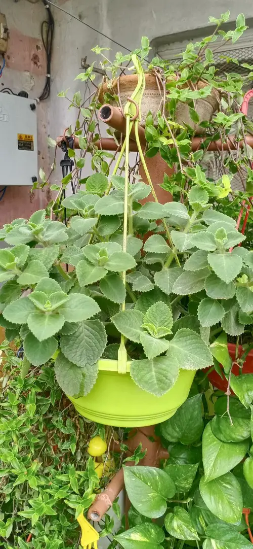 top Best Edible Plants for Hanging Baskets