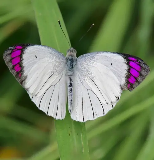 lovely Types of Purple Butterflies African Species