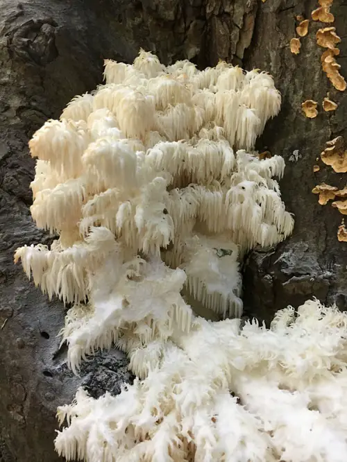 best Flowers-Resembling Mushrooms