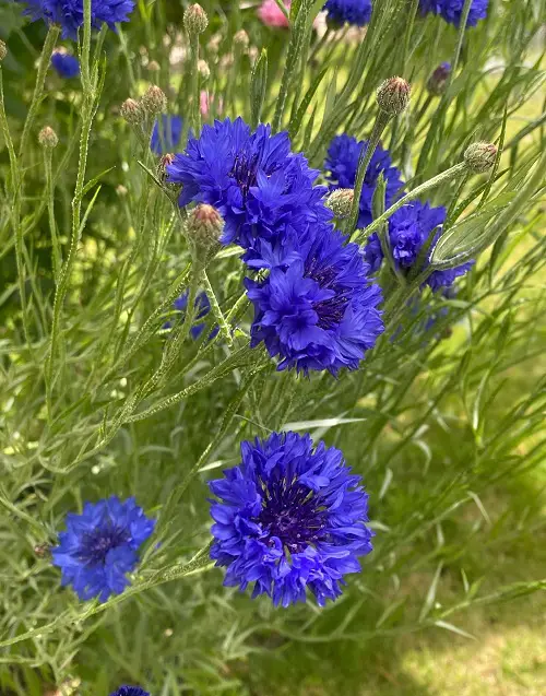 Navy Blue Flower Names 1