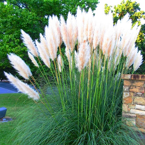 best Flowers That Look Like Cats Tail