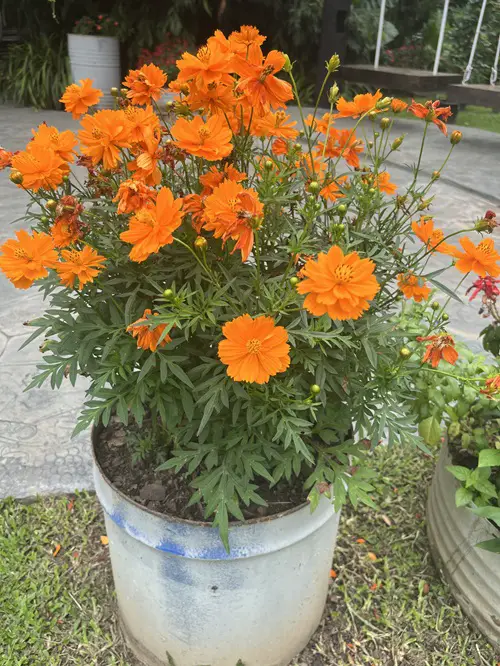 Orange Flowers in Florida 1