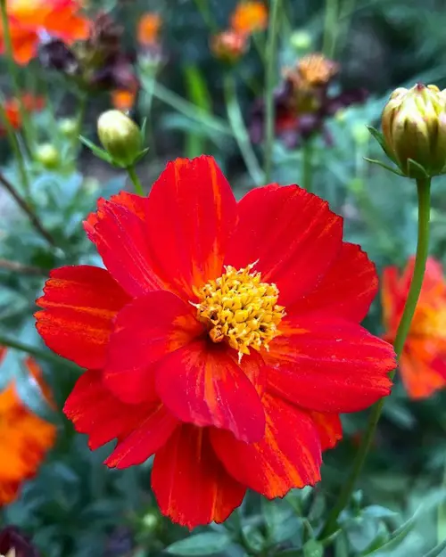 3 Red Flowers With Yellow Center