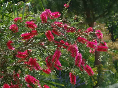 Beautiful Maroon Flowers for the Yard