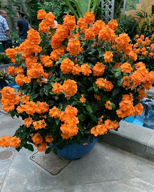Tropical Plants With Orange Flowers